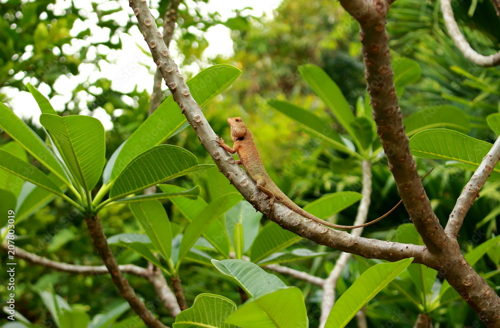 Thai chameleon in its natural habitat on the branch tropical tree Thai chameleon in its natural habitat on the branch tropical tree
