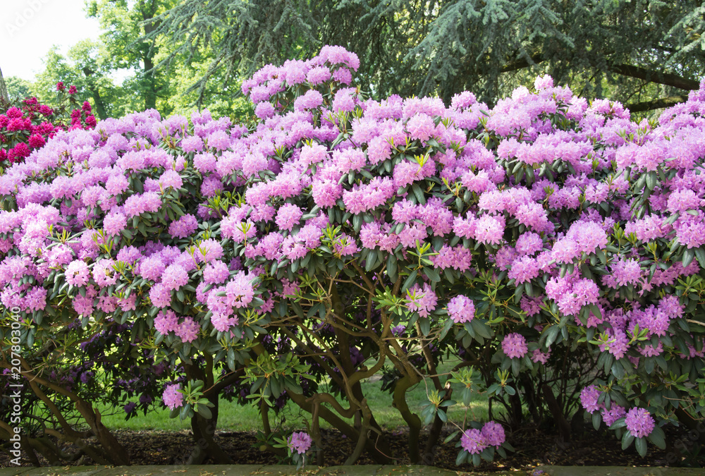 Beautiful rhododendron bush covered with a mass of pink flowers Beautiful rhododendron bush covered with a mass of pink flowers