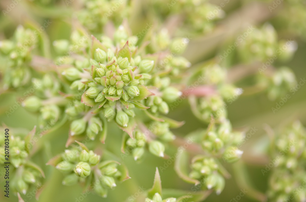 Flora of Gran Canaria - Aeonium percarneum Flora of Gran Canaria - Aeonium percarneum