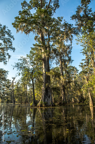 500 years old Cypress
