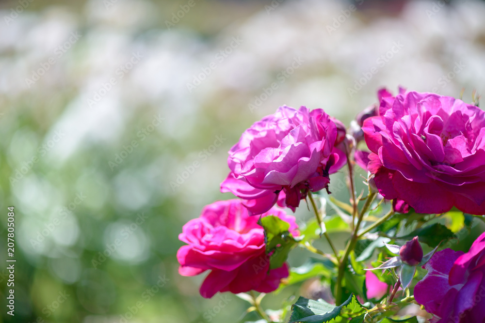 Beautiful pink and purple roses flowers with blurred green background Beautiful pink and purple roses flowers with blurred green background