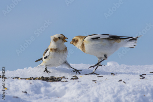 snow buntings in winter