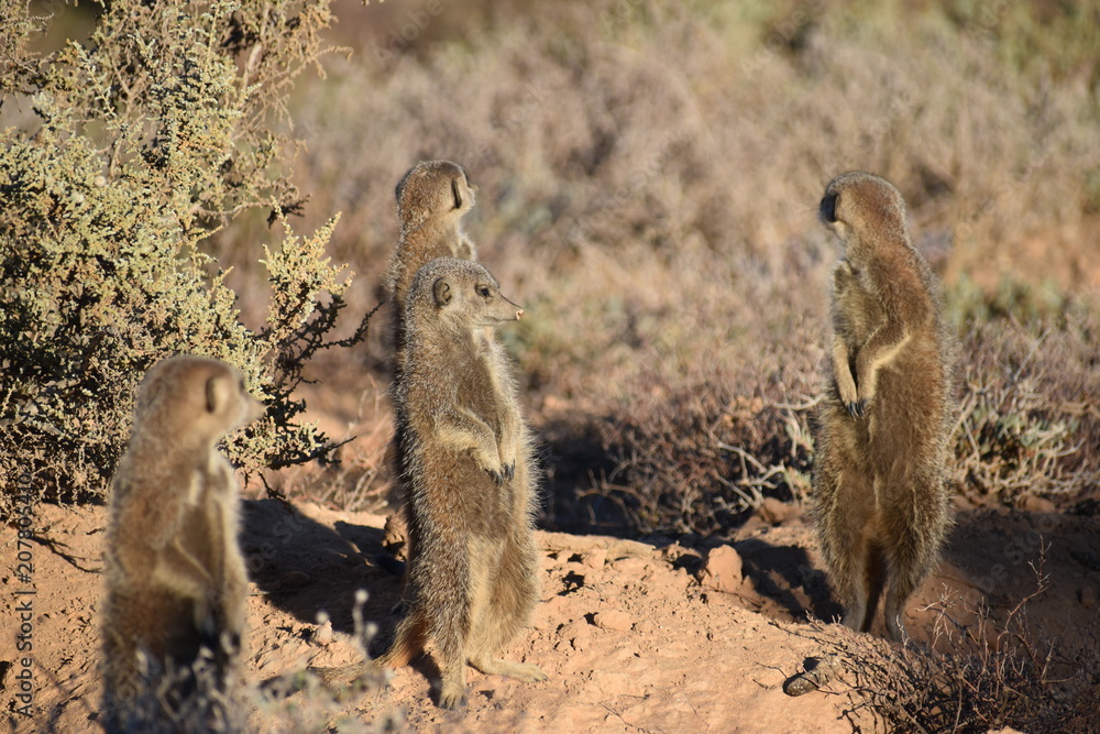 A cute meerkat family in the desert of Oudtshoorn behind a big green tree, South Africa A cute meerkat family in the desert of Oudtshoorn behind a big green tree, South Africa