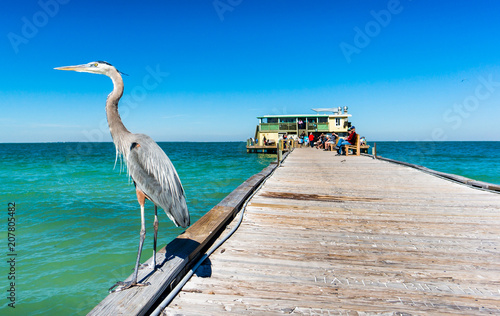 Valokuvatapetti Large Bird up close with peer in background