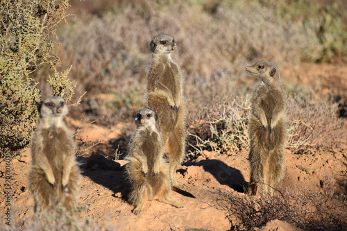 A cute meerkat family in the desert of Oudtshoorn behind a big green tree, South Africa photo