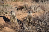 Two cute meerkats in the desert of Oudtshoorn, South Africa
