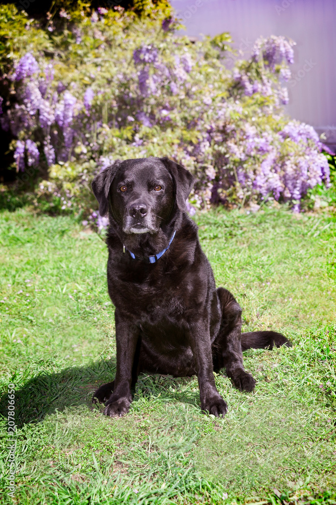Old black labrador retriever sits outdoors on green grass in front of Wisteria Vines