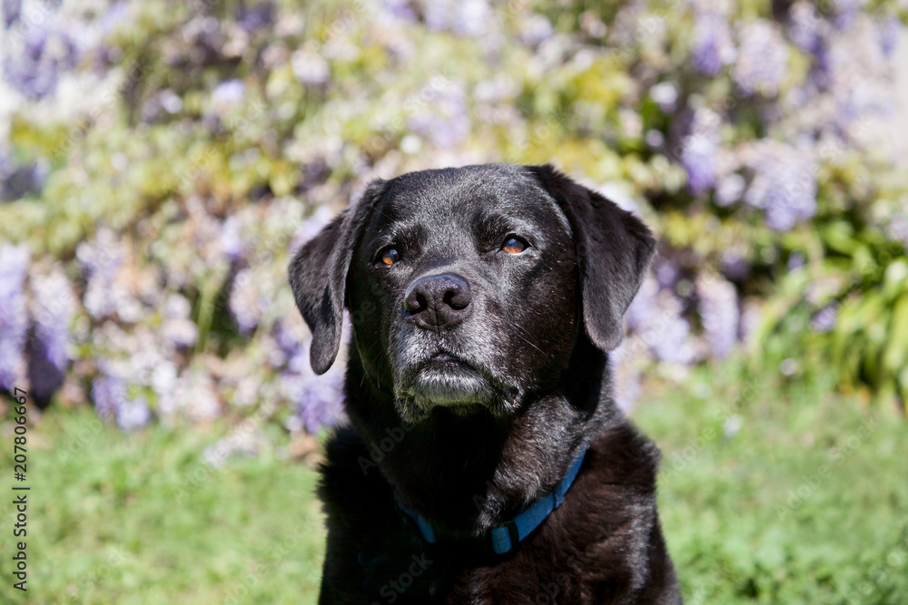  Headshot of senior black labrador retriever sits looking to his right outdoors