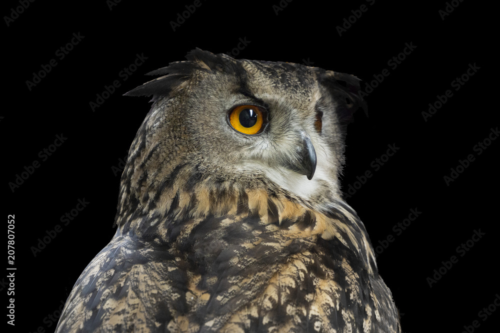 Obraz premium Owl
