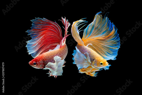 Obraz na plátně The moving moment beautiful of yellow and red half moon siamese betta fish or dumbo betta splendens fighting fish in thailand on isolated black background