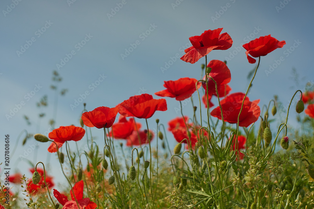 Obraz premium Red poppy flowers. Poppy flowers and blue sky in a field with bees and bumblebees