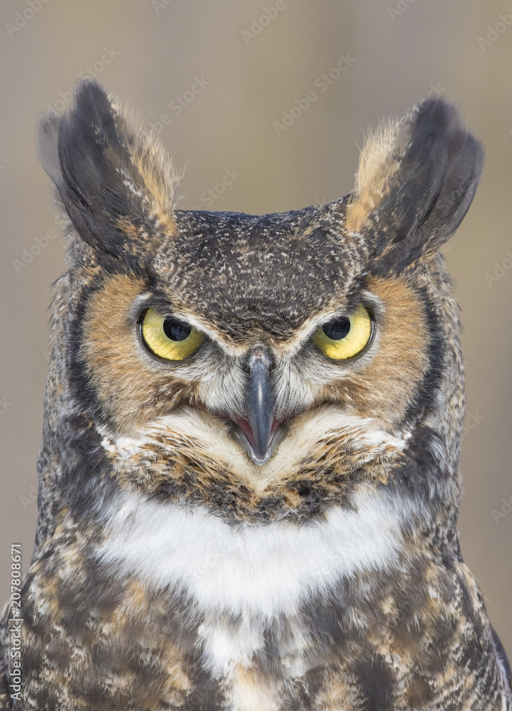 Fototapeta premium great-horned-owl portrait