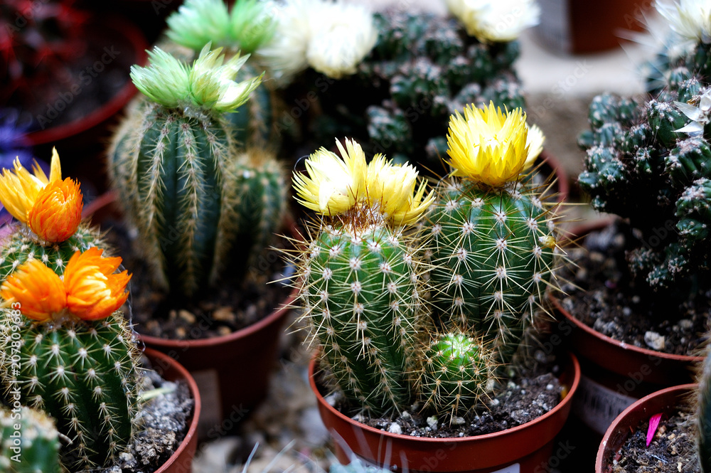Many different blooming cacti in a flower shop.
Many different blooming cacti in a flower shop.