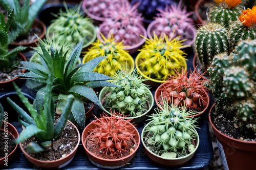 Fototapeta Naklejka Na Ścianę i Meble -  Many different blooming cacti in a flower shop.
