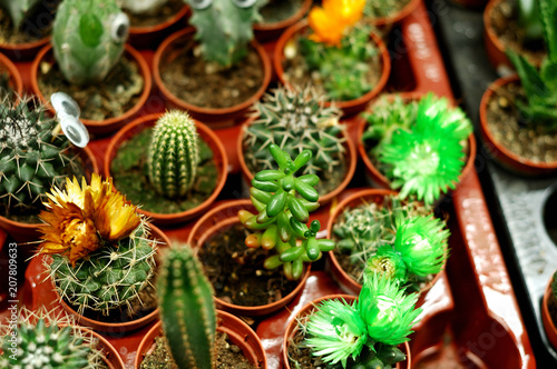 Many different blooming cacti in a flower shop. 