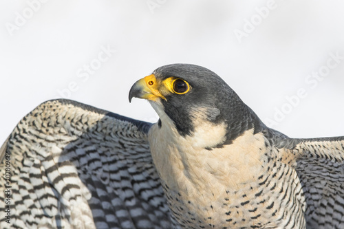 Canvas Print peregrine falcon portrait