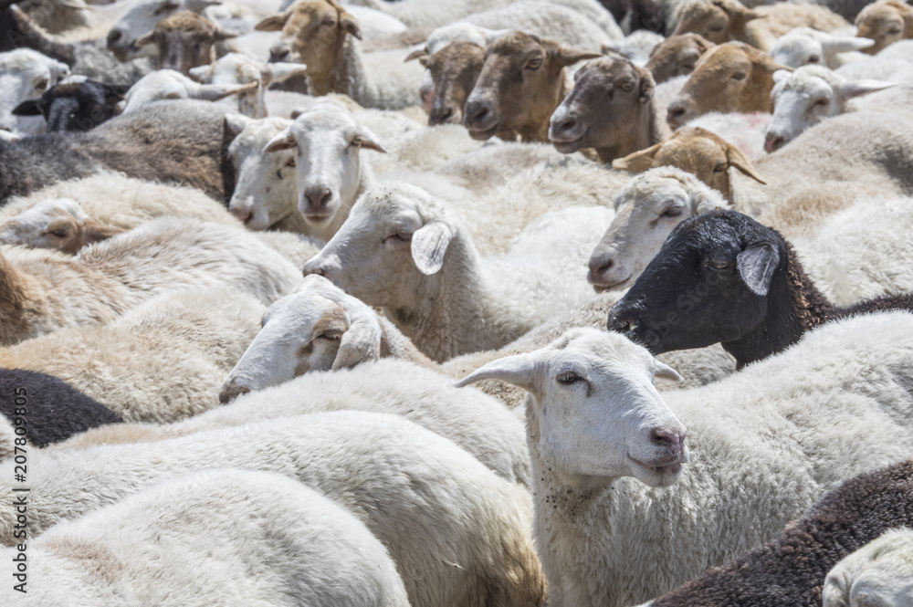 sheep in a countryside of Armenia sheep in a countryside of Armenia
