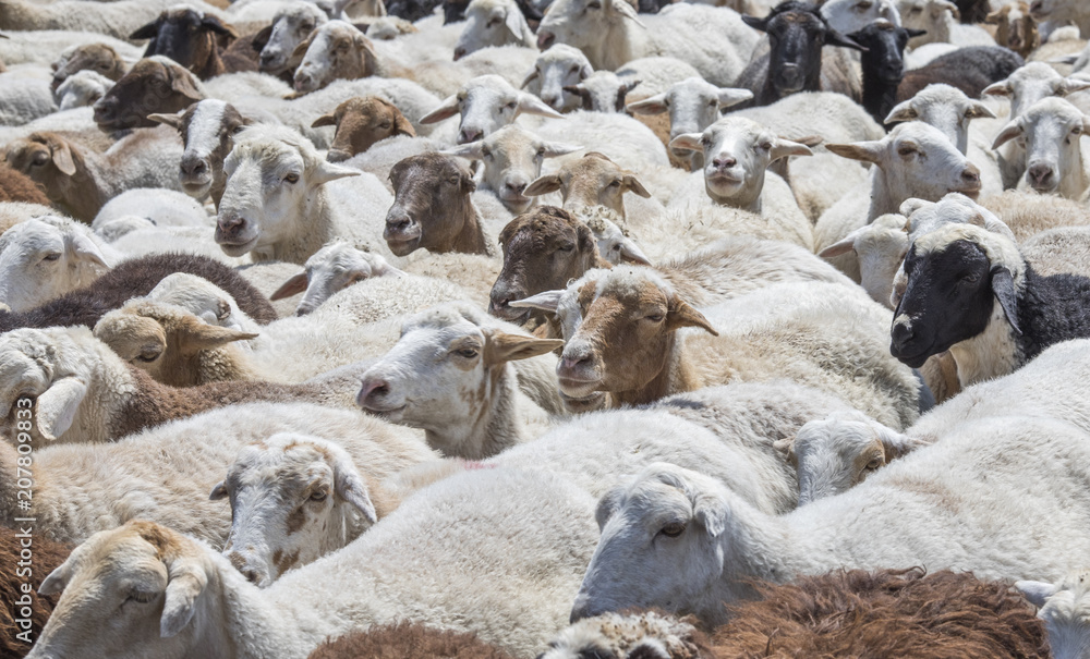 Fototapeta premium sheep in a countryside of Armenia