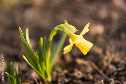 Fototapeta Naklejka Na Ścianę i Meble -  daffodils flowers in the garden in the spring