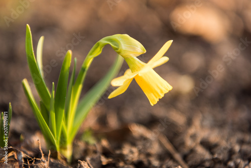 Fototapeta Naklejka Na Ścianę i Meble -  daffodils flowers in the garden in the spring
