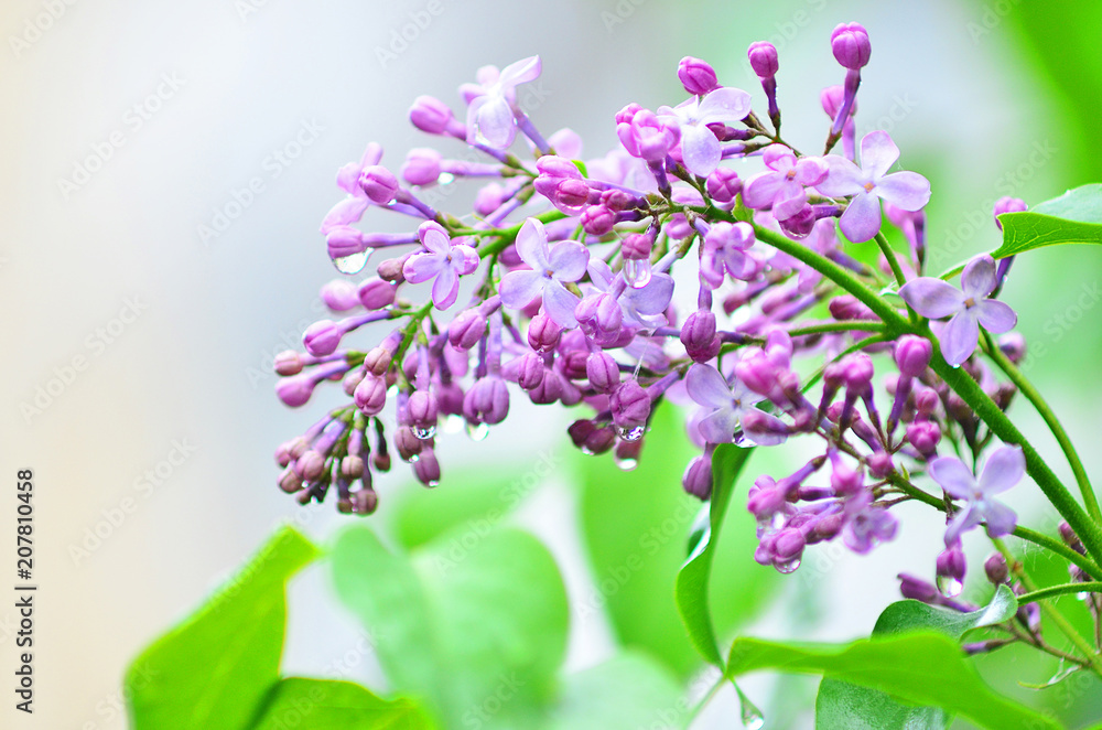 Lilac flowers. Spring flowers. Lilac with green leaves. Water drops on the petals of flowers. Lilac flowers. Spring flowers. Lilac with green leaves. Water drops on the petals of flowers.