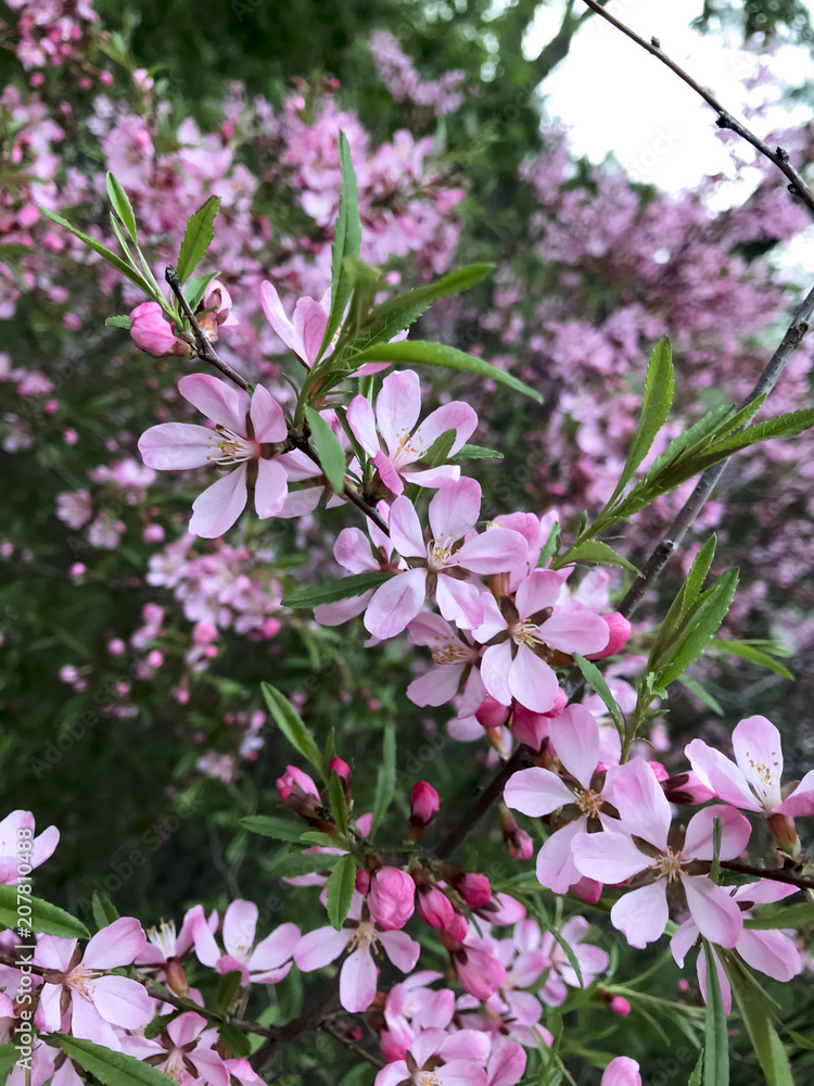 Blooming tree with pink flowers Blooming tree with pink flowers