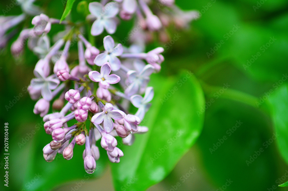 Lilac flowers. Spring flowers. Lilac with green leaves. Water drops on the petals of flowers. Lilac flowers. Spring flowers. Lilac with green leaves. Water drops on the petals of flowers.