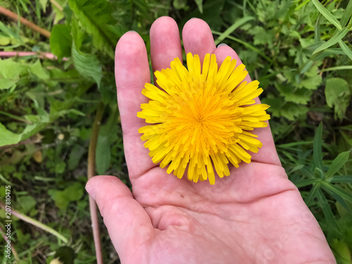 A large bright yellow dandelion on the palm