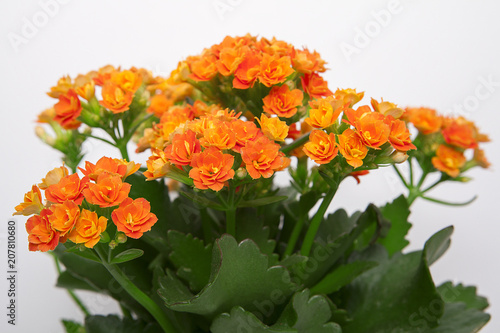 saksı çiçeği © karakedi35