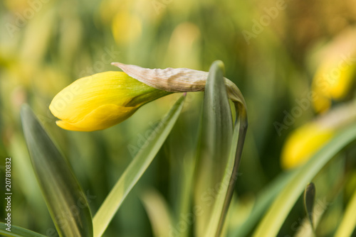 Fototapeta Naklejka Na Ścianę i Meble -  daffodils flowers in the garden in the spring