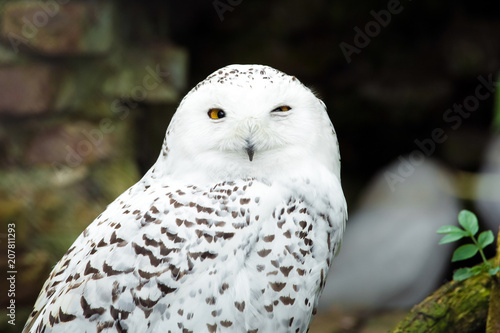 Snow white owl close up view © Ekaterina