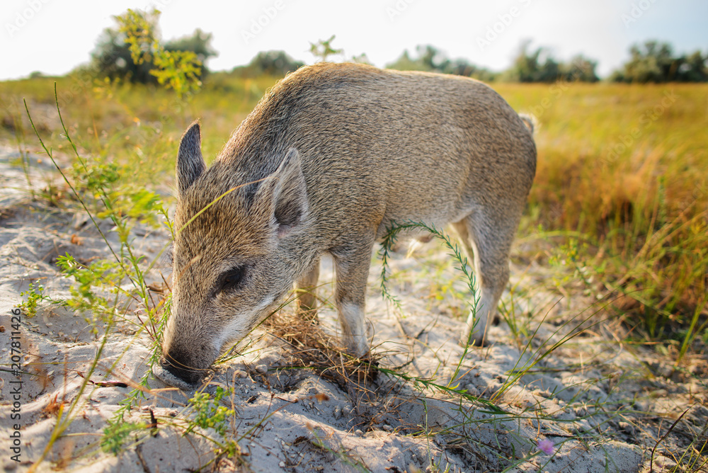 Wild boar walking in forest on foggy morning and looking at camera. Wildlife in natural habitat