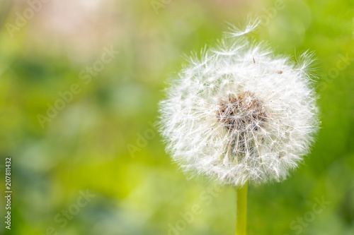 White fluffy dandelion on green background