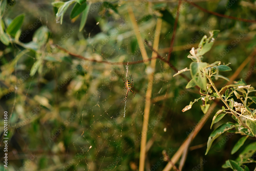 Argiope bruennichi is a species of orb-web spider distributed throughout central Europe, northern Europe, north Africa, parts of Asia, the Azores archipelago Argiope bruennichi is a species of orb-web spider distributed throughout central Europe, northern Europe, north Africa, parts of Asia, the Azores archipelago