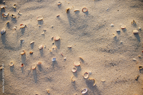 Texture with shell and pebble at wet yellow sand of beach. Vacation background