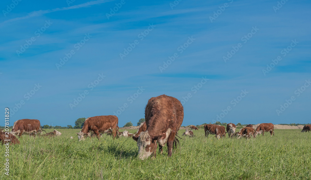 Cows on pasture on a sunny day