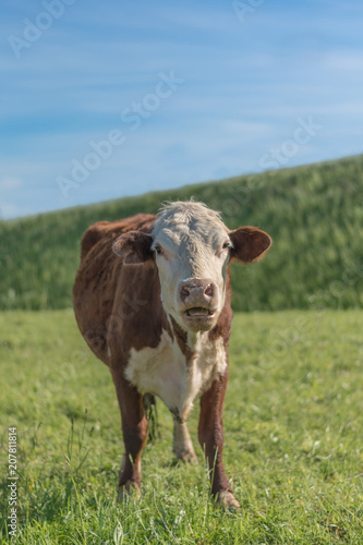 Angry cow is looking at photographer