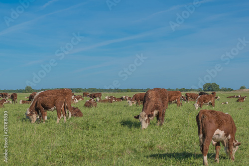 Cows on pasture on a sunny day © Gresser