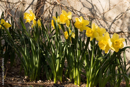 Fototapeta Naklejka Na Ścianę i Meble -  daffodils flowers in the garden in the spring