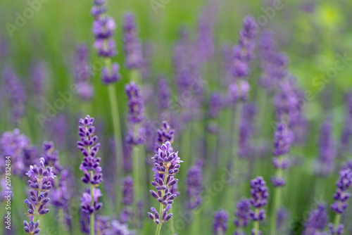 lavender flowers macro selective focus © aga7ta