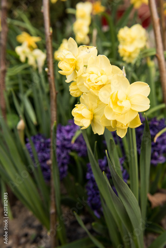 Fototapeta Naklejka Na Ścianę i Meble -  daffodils flowers in the garden in the spring