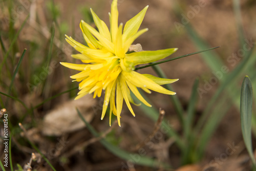 Fototapeta Naklejka Na Ścianę i Meble -  daffodils flowers in the garden in the spring