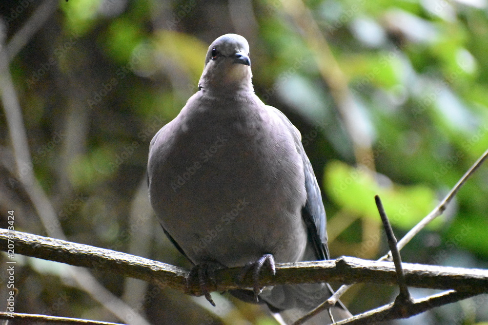 Obraz premium Closeup of a grey Barbary Dove sitting on a tree branch in a park in South Africa