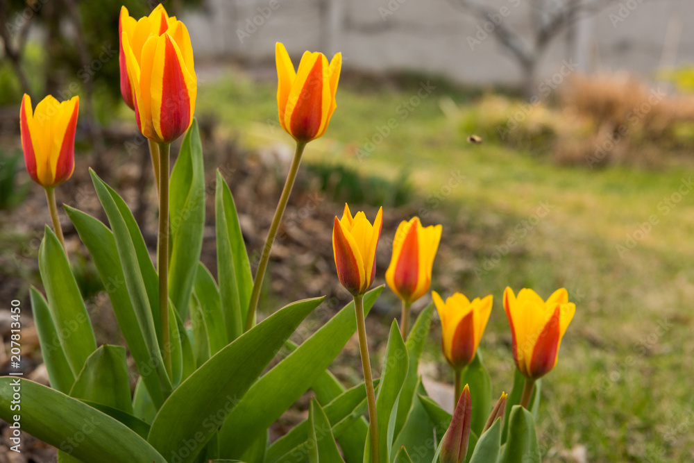 tulips bloom in the spring tulips bloom in the spring
