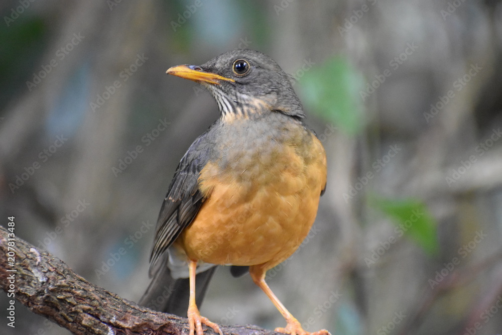 Closeup of a beautiful Olive Thrush in South Africa Closeup of a beautiful Olive Thrush in South Africa