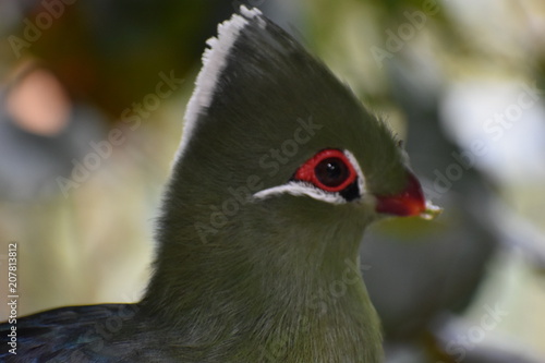 Portrait of a colorful Knysna Turaco  Loerie  in South Africa