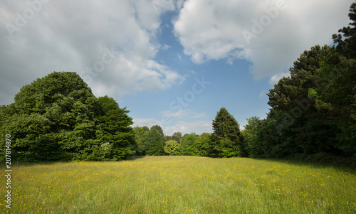 Nice field filled with spring flower with a forest in the background