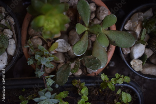 Vaso com planta suculenta, decoração de jardim photo