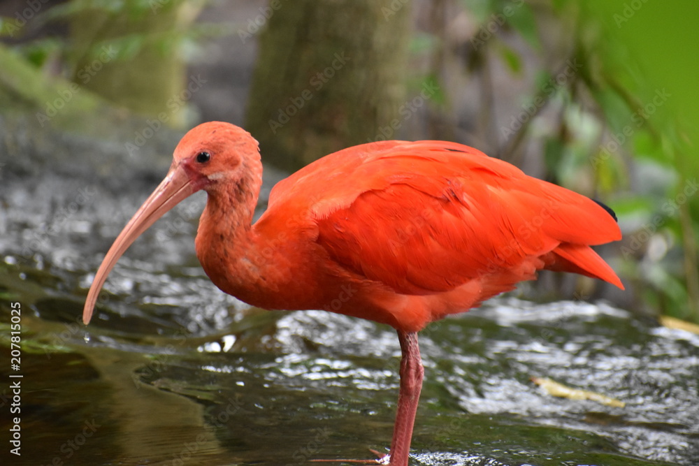 Closeup of a colorful red Scarlet Ibis in South Africa Closeup of a colorful red Scarlet Ibis in South Africa