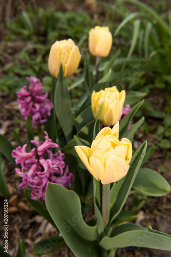 tulips bloom in the spring